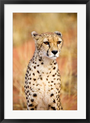 Framed Sitting Cheetah at Africa Project, Namibia Print