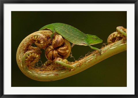 Framed Short-nosed Chameleon lizard Madagascar, Africa Print