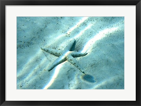 Framed Sea Star Abstract Print