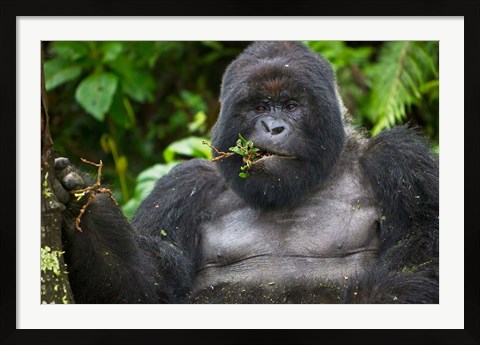 Framed Mountain Gorilla Chewing Leaves, Rwanda Print