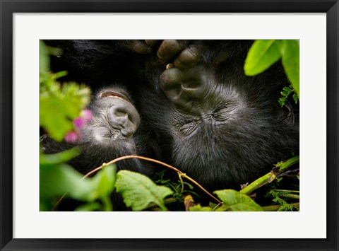 Framed Rwanda, Mountain Gorilla, Volcanoes NP Print