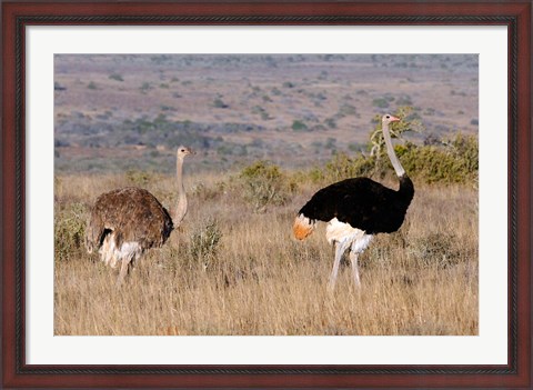 Framed South Africa, Kwandwe. Southern Ostriches in Kwandwe Game Reserve. Print
