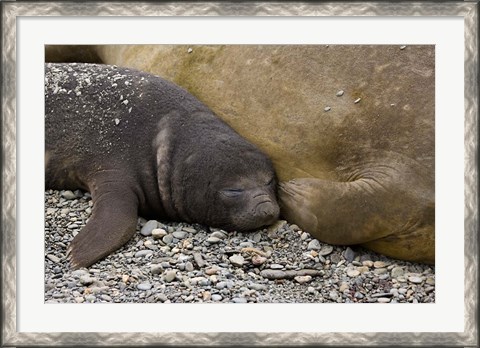 Framed South Georgia Island, Salisbury Plain, Elephant seals Print