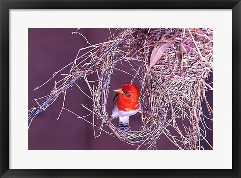 Framed South Kruger NP. Redheaded weaver bird, nest Print