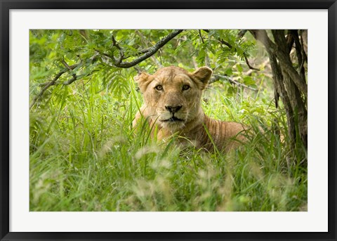 Framed South African Lioness, Hluhulwe, South Africa Print