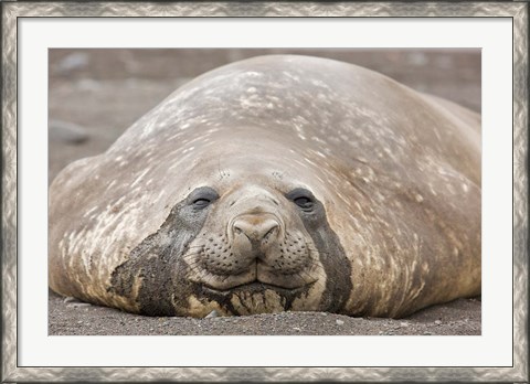 Framed South Shetland Islands, Southern elephant seal Print
