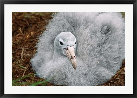 Framed South Georgia Island, Southern Giant Petrel bird Print