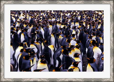 Framed South Georgia Island, King Penguins Print