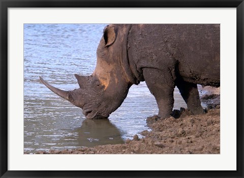 Framed South Africa, KwaZulu Natal, Zulu Nyala, White Rhino Print