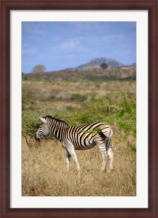 Framed South Africa, Zulu Nyala Game Reserve, Zebra Print