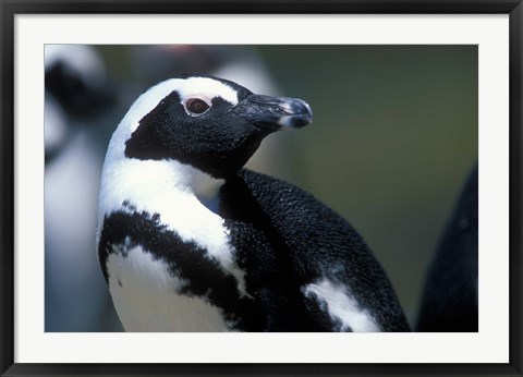 Framed Close up of African Penguin Print