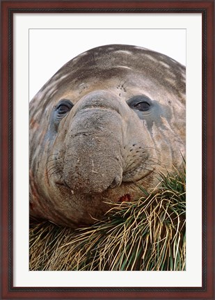 Framed Southern Elephant Seal, bull during harem and mating season, South Georgia Print