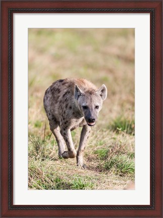 Framed Spotted Hyena, Crocuta crocuta, in the Maasai Mara, Kenya, Africa. Print