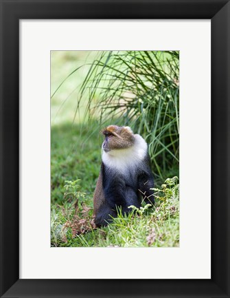 Framed Sykes monkey foraging in the Aberdare NP, Kenya, Africa. Print
