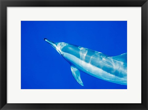 Framed Spinner Dolphin, Sha&#39;ab Samadai, Red Sea, Egypt Print