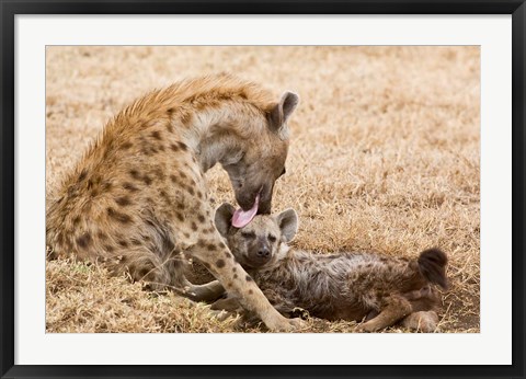 Framed Tanzania, Ngorongoro Conservation Area, Spotted hyena Print