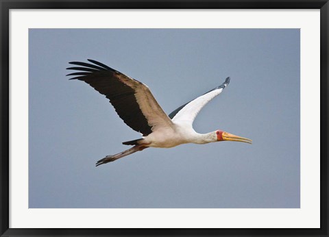 Framed Tanzania, bird. Yellow-billed Stork, Manyara NP Print