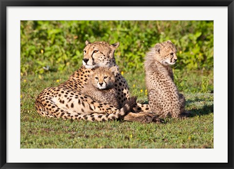 Framed Tanzania, Ngorongoro Conservation, Cheetahs Print