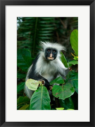 Framed Tanzania: Zanzibar, Jozani NP, red colobus monkey Print