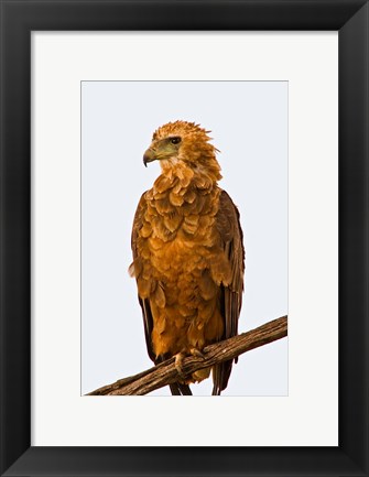 Framed Tawny Eagle on branch above the Maasai Mara Kenya Print