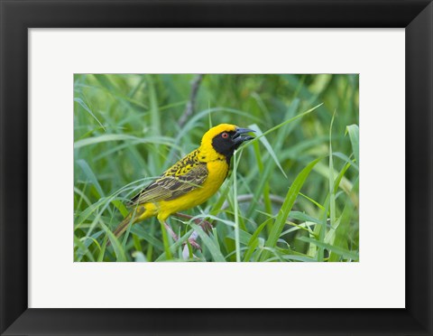 Framed Spottedbacked Weaver bird, Imfolozi, South Africa Print