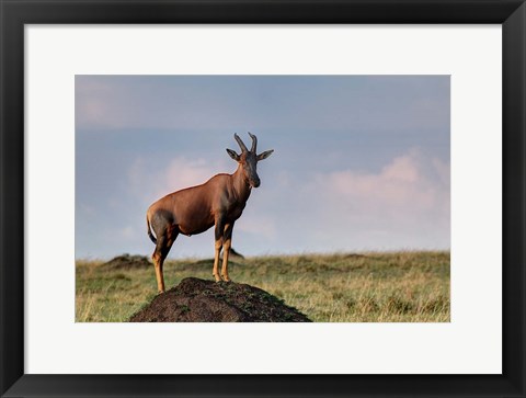 Framed Topi antelope on termite mound, Maasai Mara, Kenya Print