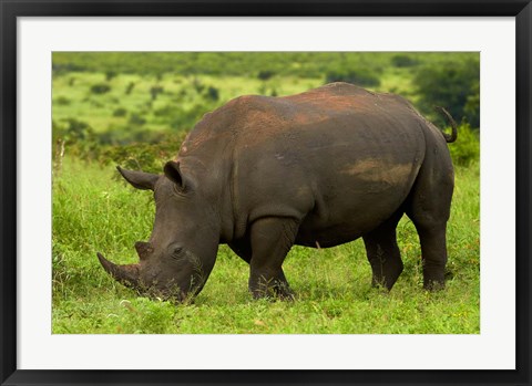 Framed Southern white rhinoceros, Kruger National Park, South Africa Print