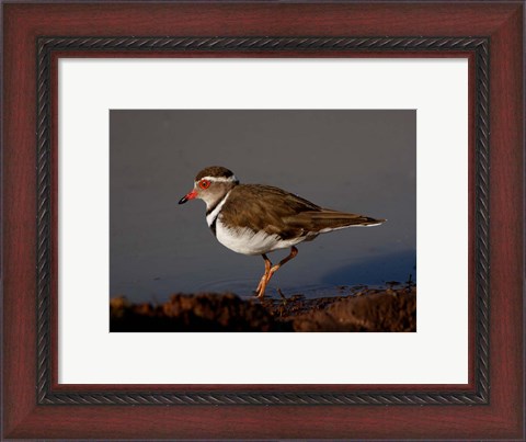 Framed Wading Threebanded Plover, South Africa Print