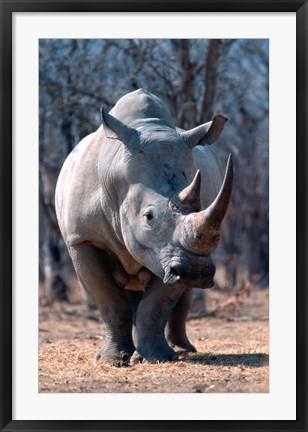 Framed White Square-Lipped Rhino, Namibia Print
