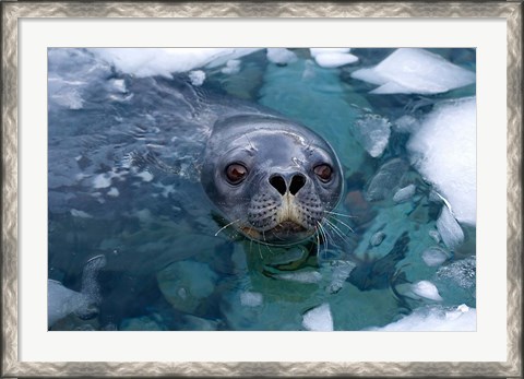 Framed Weddell seal in the water, Western Antarctic Peninsula Print