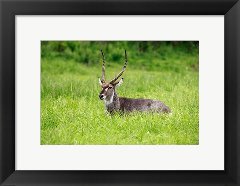 Framed Waterbuck wildlife, Hluhulwe Game Reserve, South Africa Print