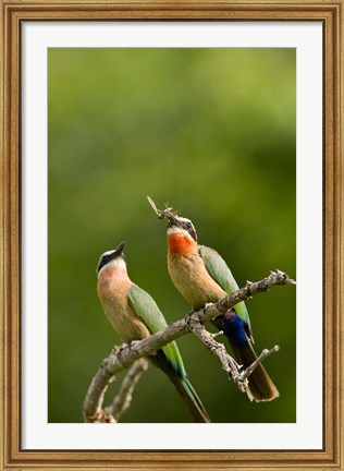 Framed Pair of Whitefronted Bee-eater tropical birds, South Africa Print