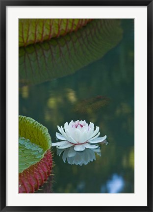 Framed Water lily flowers, Mauritius Print