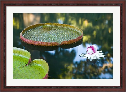 Framed Victoria amazonica water lily flower, Mauritius Print