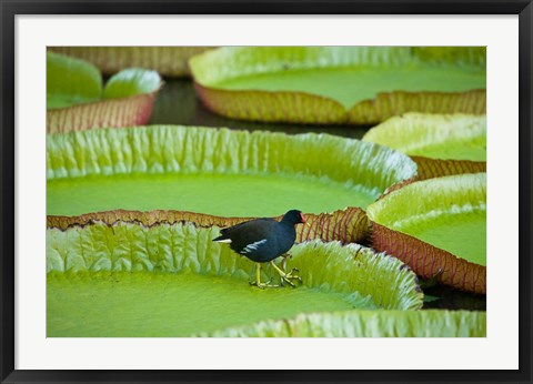 Framed Bird on a water lily leaf, Mauritius Print
