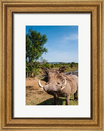 Framed Warthog, Maasai Mara National Reserve, Kenya Print