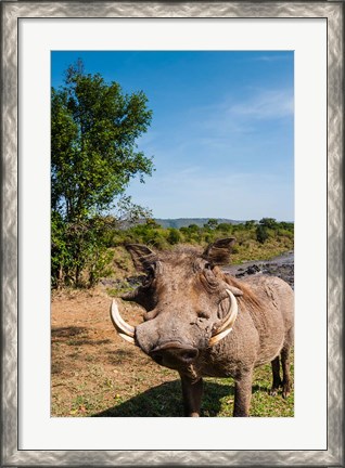 Framed Warthog, Maasai Mara National Reserve, Kenya Print