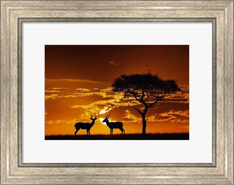 Framed Umbrella Thorn Acacia and Impala, Masai Mara Game Reserve, Kenya Print