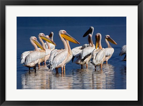 Framed Group of White Pelican birds in the water, Lake Nakuru, Kenya Print