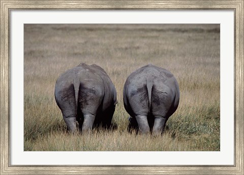 Framed White Rhinos in Lake Nakuru National Park, Kenya Print