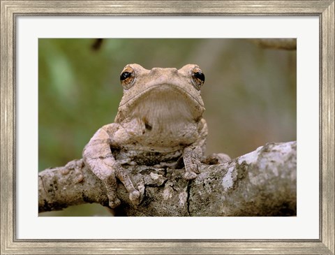 Framed Tree Frog, Phinda Reserve, South Africa Print
