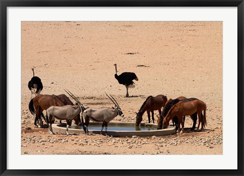 Framed Wildlife at Garub waterhole, Namib-Naukluft NP, Namibia, Africa. Print