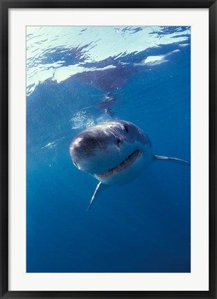 Framed Underwater View of a Great White Shark, South Africa Print