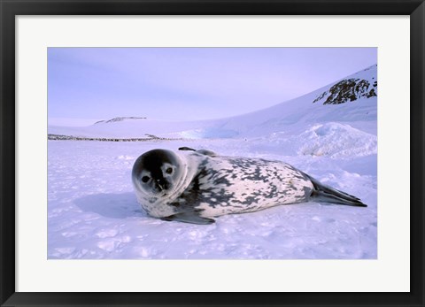 Framed Weddell Seal, Kloa &#39;EP&#39; Rookery, Australian Antarctic Territory, Antarctica Print