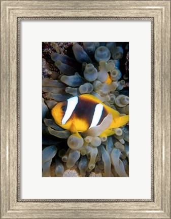 Framed Twobar Anemonefish, Bubble Tip Anemone, Egypt Print