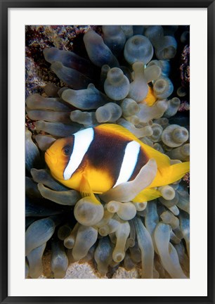 Framed Twobar Anemonefish, Bubble Tip Anemone, Egypt Print