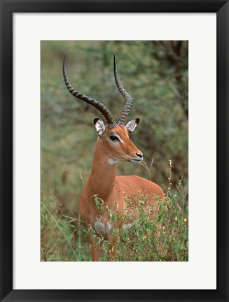Framed Wild Male Impala, Tanzania Print