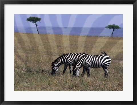 Framed Zebra on the Serengeti, Kenya Print