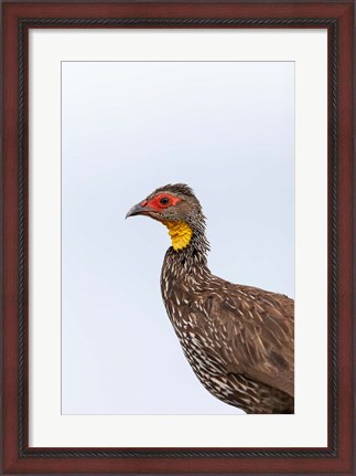 Framed Yellow-necked Spurfowl, Lewa, Kenya Print