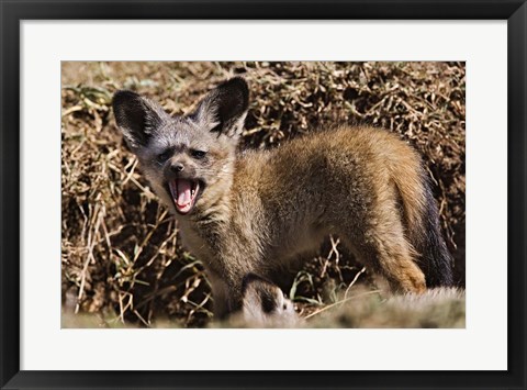 Framed Young Bat-eared Foxes, Masai Mara, Kenya Print